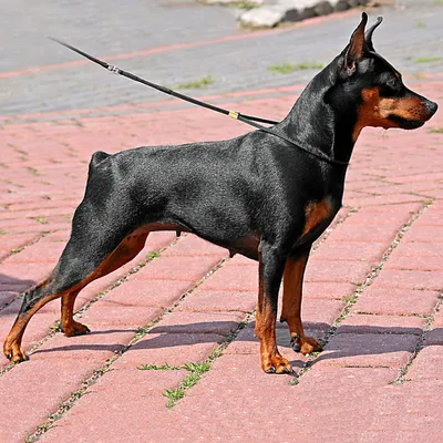 SOBAKI.PRO | Породы собак | Немецкий пинчер | Фото 111381