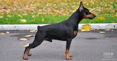 Немецкий Пинчер German Standart Pinscher | Facebook