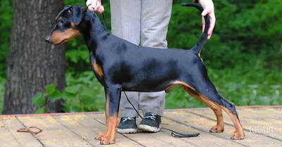 Немецкий пинчер: все о породе, характер собаки, описание, фото