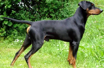 Немецкий пинчер - описание породы, размеры и фото собаки| Цена щенков  немецкого пинчера | Pet-Yes