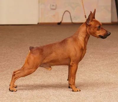 Немецкий пинчер породы собак германии - 65 фото