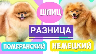 Шпиц: описание породы собак 🐶, рекомендации по уходу — ProPlan.ru