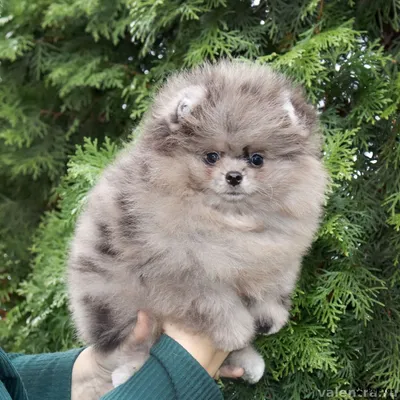 Дрессировка Померанский шпиц в Москве и Московской области!