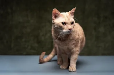 Немецкий рекс - описание породы кошек: характер, особенности поведения,  размер, отзывы и фото - Питомцы Mail.ru