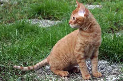 Немецкий рекс: полное описание кошки с фото и видео | Pet7