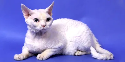 Девон-рекс: фото и описание породы кошек (характер, уход и кормление)