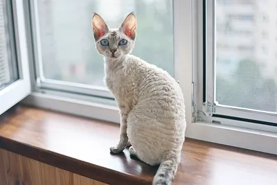 Кошка ищет жениха породы Девон Рекс г.Киев