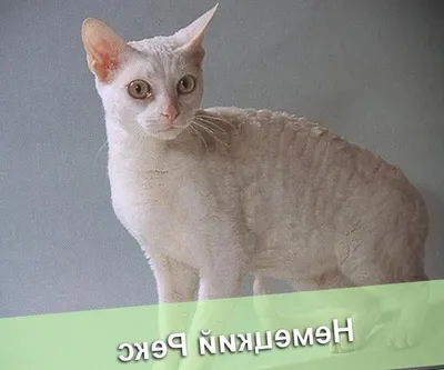 Немецкий рекс — MyPets.kz