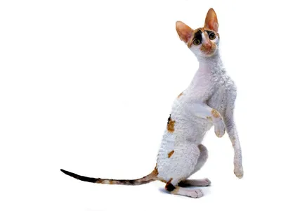 Немецкий Рекс Девон Рекс Гавана Браун Корниш Рекс Felidae, кошки, разное,  млекопитающее, животные png | Klipartz
