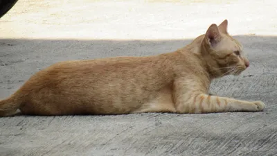 Антропоморф кот породы Немецкий Рекс…» — создано в Шедевруме