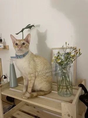 Порода кошек немецкий рекс: фото, видео, о породе, характере