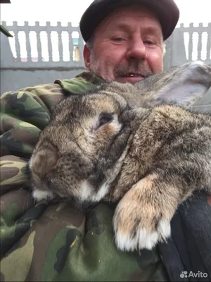 Кролики породы немецкий Ризен купить на Зозу.ру