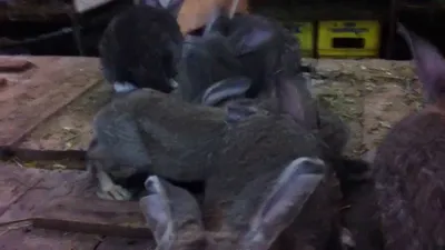 Кролики-великаны — слышали о таких? 🐰 В Барнаульском зоопарке получили  первое такое потомство.😍 Это порода ризен — немецкий великан.… | Instagram