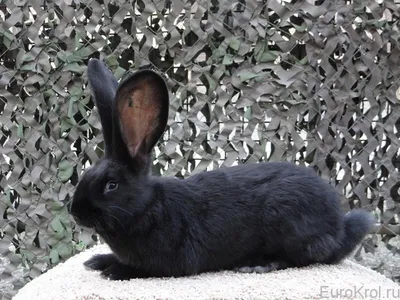 Кролики Немецкий Ризен (окрас агути) - YouTube