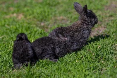 В барнаульском зоопарке получили первое потомство кроликов-великанов