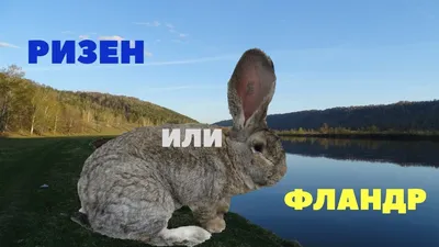 Кролик купить на Зозу.ру