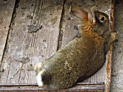 Ризен кролик - 94 фото