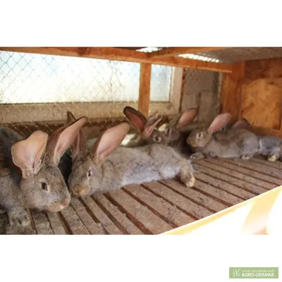 Продам кроликов немецкий ризен в шиншиловом окрасе: 10 грн. - Сельхоз  животные Змиев на Olx