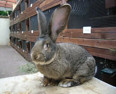 Немецкий ризен кролик фото фотографии