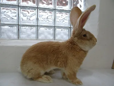 Кролики породы ризен (49 лучших фото)