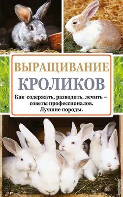 Кролики Советская шиншилла | ЛПХ Сибирский кролик, ООО