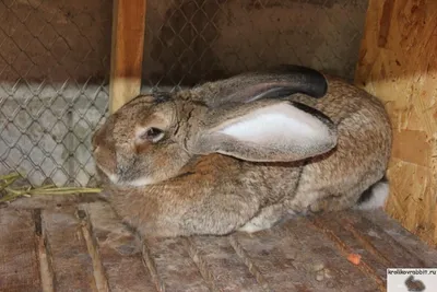 Кролики породы немецкий Ризен купить на Зозу.ру