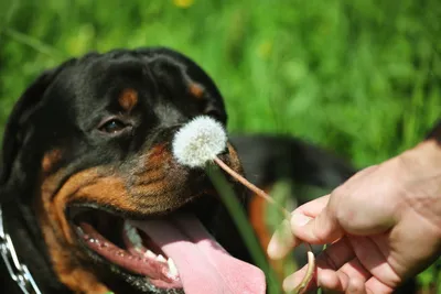 Rottweiler Tor / Ротвейлер Тор с одуванчиком на лужке | Flickr