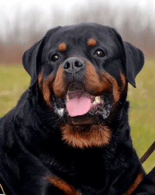 Ротвейлер - описание породы собак: характер, особенности поведения, размер,  отзывы и фото - Питомцы Mail.ru