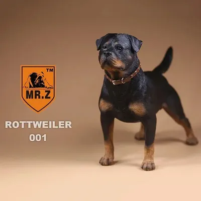 Ротвейлер - характеристика породы, описание, фото, цена щенка