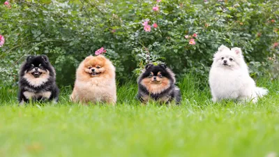 РКФ: Немецкий шпиц стал самой популярной породой собак у россиян с начала  года - Агентство городских новостей «Москва» - информационное агентство