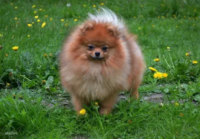 Немецкий шпиц: маленькая собака с характером лисы» — создано в Шедевруме