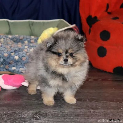 https://pet-yes.com/for-sale/dog/sobaki-nemetskiy-shpits-pomeranskiy-2-mesyatsa-47780