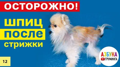 Стрижка шпица под медвежонка цена в Кстове: 45 грумер с отзывами и ценами  на Яндекс Услугах.