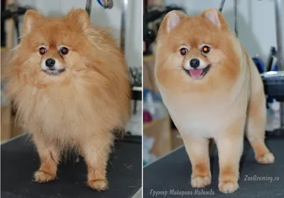 Стрижка померанского шпица до и после. Grooming (grooming) Pomeranian  before and after. ZooGruming.ru | Dog haircuts, Pomeranian haircut, Dog  grooming styles