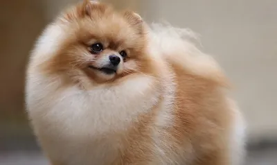 Стрижка померанского шпица до и после. Grooming (grooming) Pomeranian  before and after. ZooGruming.ru | Pomeranian puppy haircut, Dog grooming  styles, Dog groomers