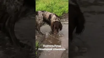 Гиперреалистичный красивый, немецкий …» — создано в Шедевруме