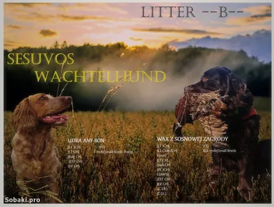 Собака Немецкий вахтельхунд - описание породы, фото и как выглядит | Щенки  немецкого вахтельхунда | Pet-Yes