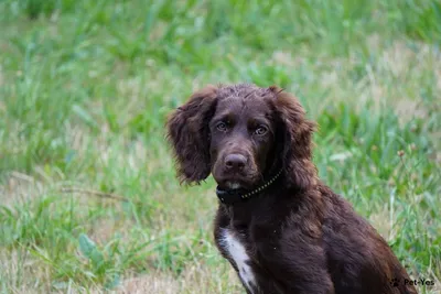 Портрет немецкой собаки Spaniel Стоковое Фото - изображение насчитывающей  собачий, спаниель: 38385124