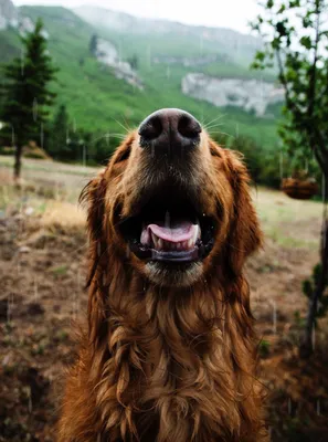Собака Немецкий вахтельхунд - описание породы, фото и как выглядит | Щенки  немецкого вахтельхунда | Pet-Yes