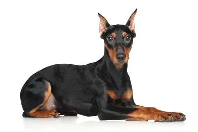 Немецкий пинчер – купить щенка в питомнике | 🐕 Look4dog.com