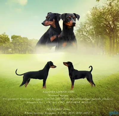 Собаки породы Немецкий пинчер: история, описание, отзывы, характер,  дрессировка, уход, фото и цены