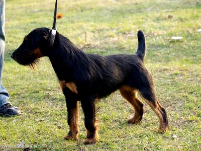 Немецкий Terrier звероловства Стоковое Изображение - изображение  насчитывающей терьер, любимчики: 44317493
