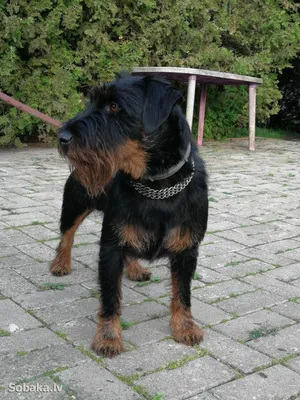 SOBAKI.PRO | Породы собак | Немецкий ягд-терьер | Фото 46542
