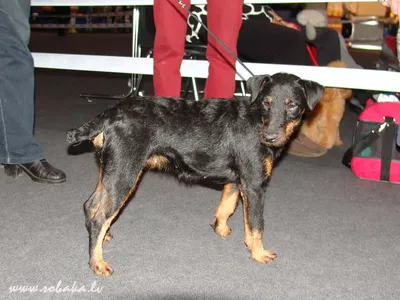 SOBAKI.PRO | Породы собак | Немецкий ягд-терьер | Фото 116918