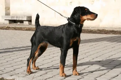 Немецкий Terrier звероловства Стоковое Фото - изображение насчитывающей  немецко, одно: 97897656