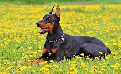 Немецкий ягдтерьер — милая собака, которая может стать верным псом |  Собачий вестник | Дзен