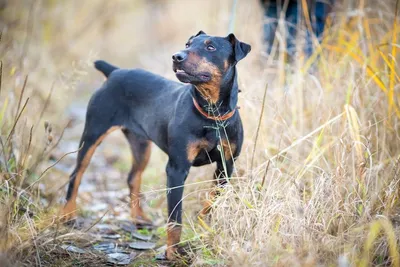 SOBAKI.PRO | Породы собак | Немецкий ягд-терьер | Фото 45894
