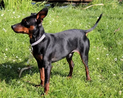 Английский той-терьер (English toy terrier) (Породы собак) английский той  терьер фото, английский той терьер купить, порода английский терьер,  английские породы собак, той терьер фото, той терьер описание Энциклопедия  о животных EGIDA.BY