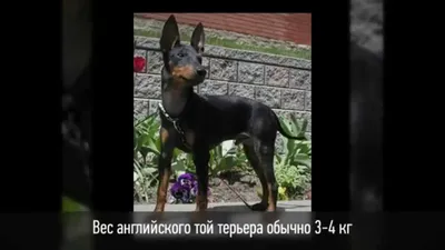 Терьер Yaggter породы собаки немецкий Стоковое Изображение - изображение  насчитывающей ангстрома, счастливо: 104183021