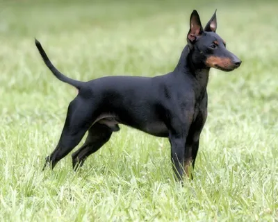 Манчестерский терьер (Manchester Terrier) (Породы собак) английский терьер,  манчестер терьер, манчестерский терьер купить, манчестерский терьер фото,  манчестерский терьер цена, щенки манчестерского терьера Энциклопедия о  животных EGIDA.BY